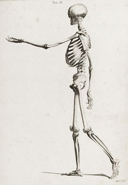 A skeleton. The muscles would be needed for the right thing to do itself!
