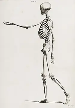 Articles and resources for AT. This skeleton is moving very gracefully, perhaps it has read the articles and learnt from the resources. 